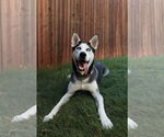 Small #2 Siberian Husky