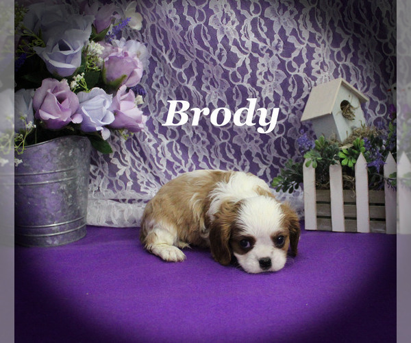 Medium Photo #11 Cavalier King Charles Spaniel Puppy For Sale in CHANUTE, KS, USA