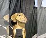 Small #4 German Shorthaired Pointer-Vizsla Mix