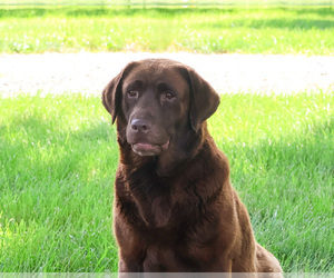 Mother of the Labrador Retriever puppies born on 06/18/2025