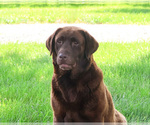 Small Photo #1 Labrador Retriever Puppy For Sale in SYRACUSE, IN, USA