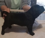 Small #6 Labrador Retriever