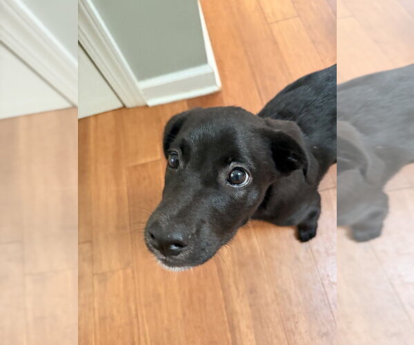 Medium Photo #13 Shepweiller Puppy For Sale in Raleigh, NC, USA