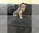 Small Photo #2 American Bully Puppy For Sale in PALM COAST, FL, USA