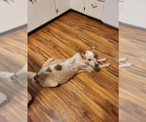 Mother of the Australian Cattle Dog puppies born on 11/24/2025