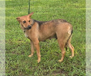 Mutt Dogs for adoption in FRAMINGHAM, MA, USA