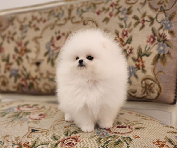 Medium Photo #1 Pomeranian Puppy For Sale in Seoul, Seoul, Korea, South