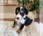 Puppy Violeta Aussiedoodle Miniature -Miniature Bernedoodle Mix