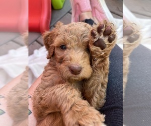 Labradoodle Puppy for sale in POLLOCK PINES, CA, USA