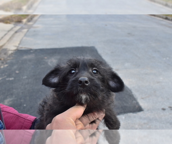 Medium Photo #3 Mutt-Poodle (Miniature) Mix Puppy For Sale in RIVERDALE, MD, USA