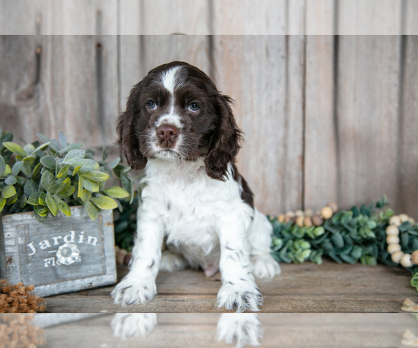 Medium Photo #5 Cocker Spaniel Puppy For Sale in BALTIC, OH, USA