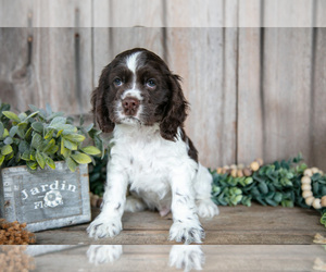 Medium Cocker Spaniel
