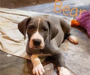 Great Dane Puppy for sale in CREEKSIDE, PA, USA