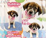 Small #3 Australian Shepherd Mix