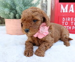 Small Photo #6 Goldendoodle (Miniature) Puppy For Sale in HONEY BROOK, PA, USA