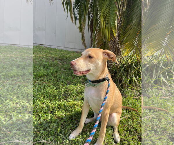 Medium Photo #3 Labrador Retriever-Unknown Mix Puppy For Sale in Sanford, FL, USA