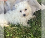 Small #1 Maltipoo