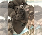 Small Photo #2 French Bulldog Puppy For Sale in PORTSMOUTH, RI, USA