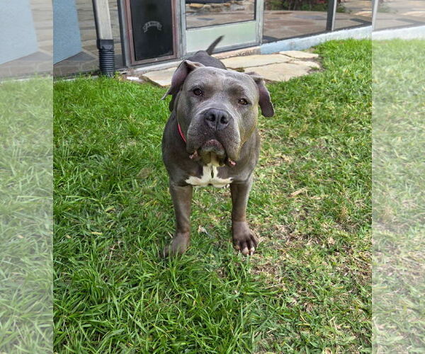 Medium Photo #1 American Pit Bull Terrier-American Staffordshire Terrier Mix Puppy For Sale in Valrico, FL, USA