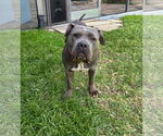 Small American Pit Bull Terrier-American Staffordshire Terrier Mix