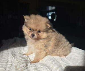 Pomeranian Puppy for sale in ORRVILLE, OH, USA