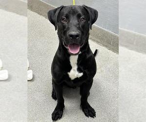 American Pit Bull Terrier-Labrador Retriever Mix Dogs for adoption in Las Vegas, NV, USA