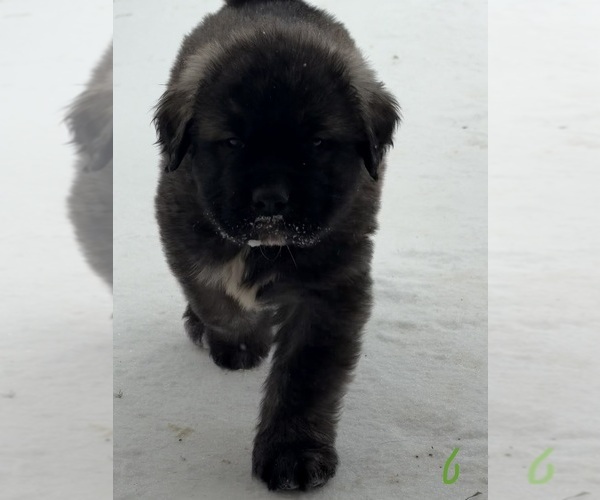 Medium Photo #9 Mastiff-Pyrenean Mastiff Mix Puppy For Sale in RHOME, TX, USA