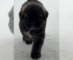 Small Photo #9 Mastiff-Pyrenean Mastiff Mix Puppy For Sale in RHOME, TX, USA