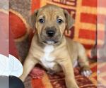 Justice Pup - Chamber - Male Labrador Retriever-Unknown Mix Dog for Adoption - Small photo