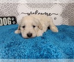 Puppy 1 Goldendoodle mix (+ Poodle Toy)