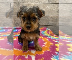 Yorkshire Terrier Puppy for sale in RICHMOND, IL, USA