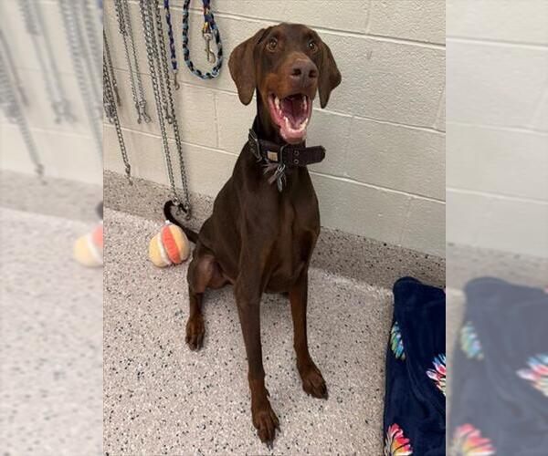 Medium Photo #1 Doberman Pinscher Puppy For Sale in Brighton, CO, USA