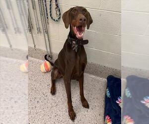 Doberman Pinscher Dogs for adoption in Brighton, CO, USA