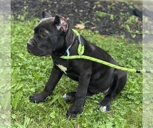 Cane Corso Puppy for Sale in ANDERSON, Indiana USA