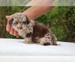 Small #10 ShihPoo
