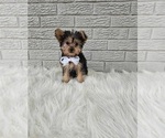 Small Photo #1 Yorkshire Terrier Puppy For Sale in INDIANAPOLIS, IN, USA