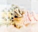 Small #4 Pomeranian
