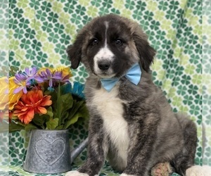 Border Collie-Maremma Sheepdog Mix Puppy for sale in LANCASTER, PA, USA
