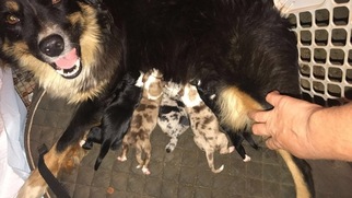 Mother of the Miniature Australian Shepherd puppies born on 09/06/2017