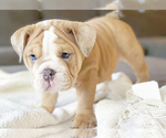 Small Photo #3 English Bulldog Puppy For Sale in MURRIETA, CA, USA