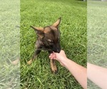 Small #1 German Shepherd Dog