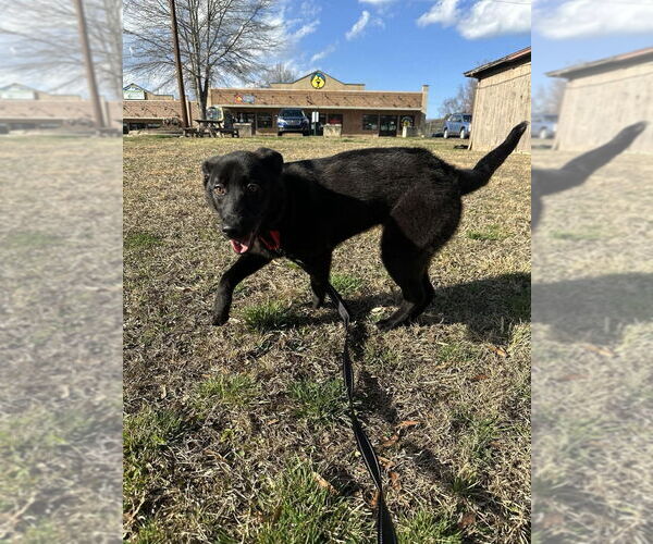 Medium Photo #4 Mutt Puppy For Sale in Candler, NC, USA