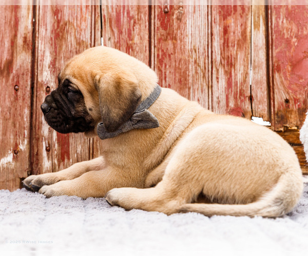 Medium Photo #67 Mastiff Puppy For Sale in WAKARUSA, IN, USA