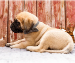 Small Photo #67 Mastiff Puppy For Sale in WAKARUSA, IN, USA