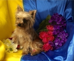 Mother of the Morkie puppies born on 05/11/2025