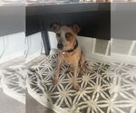 Small #8 Mutt