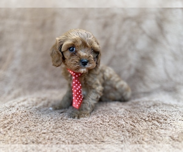 Medium Photo #4 Cavapoo (Miniature) Puppy For Sale in LAKELAND, FL, USA