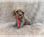 Small #3 Cavapoo (Miniature)