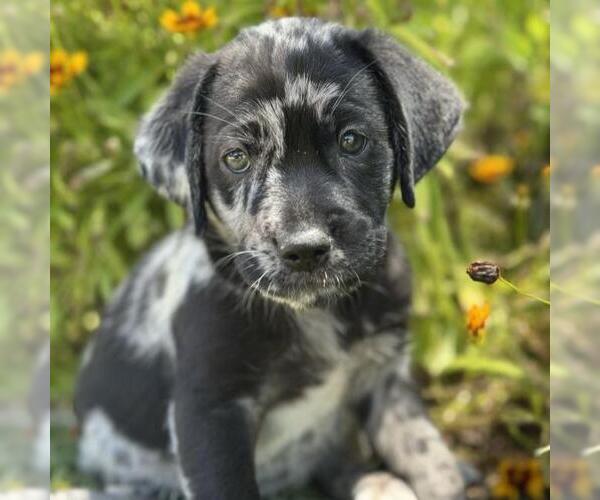 Medium Photo #1 Catahoula Leopard Dog-Labrador Retriever Mix Puppy For Sale in San Diego, CA, USA