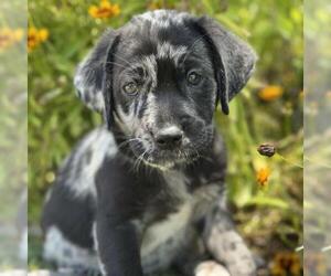 Catahoula Leopard Dog-Labrador Retriever Mix Dogs for adoption in San Diego, CA, USA